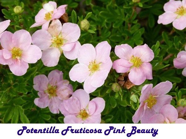 Potentilla Fruticosa vaaleanpunainen kauneus
