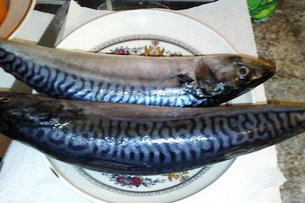 sulata makrilli