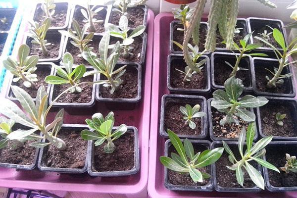 adenium siemenistä