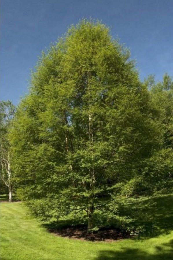 pörröinen koivu
