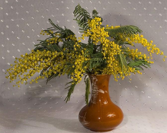 kimppu mimosa