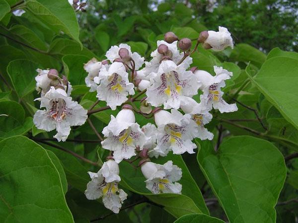 Catalpa kukkii