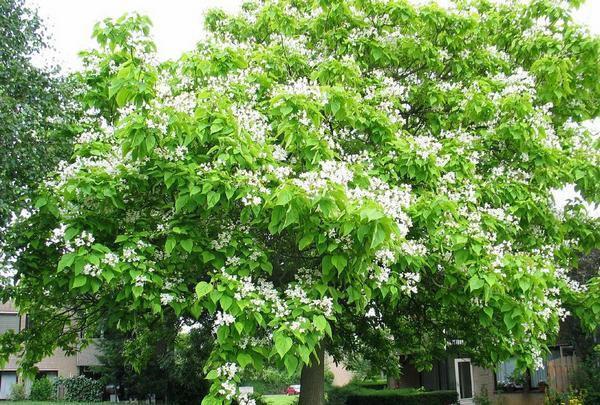 Catalpa-puu