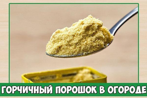 sinappijauhe puutarhassa