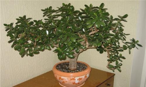 ruukku puulle