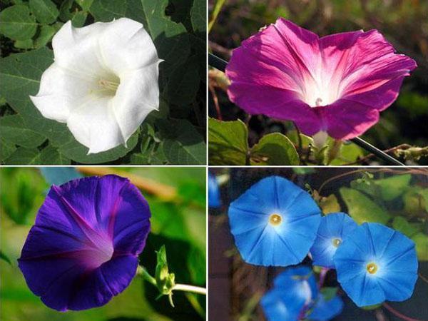 eri lajikkeiden aamu kirkkaus
