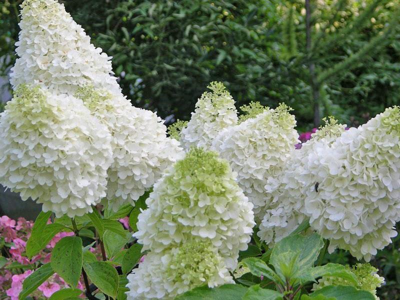rehevä hortensia kukkii