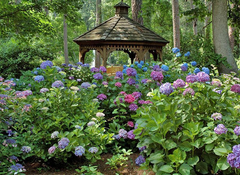 hydrangean lajikkeet puutarhassa