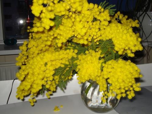 kuinka pitää mimosa pehmeänä
