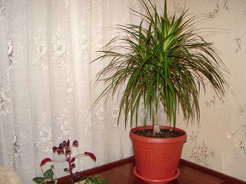 kuinka hoitaa dracaenaa kotona