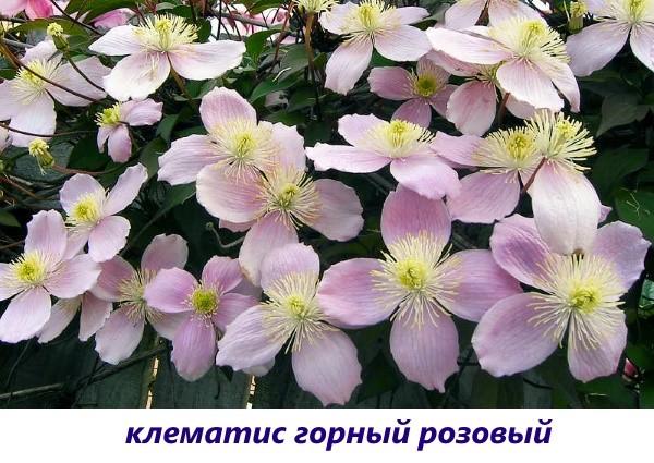klematis vuori vaaleanpunainen