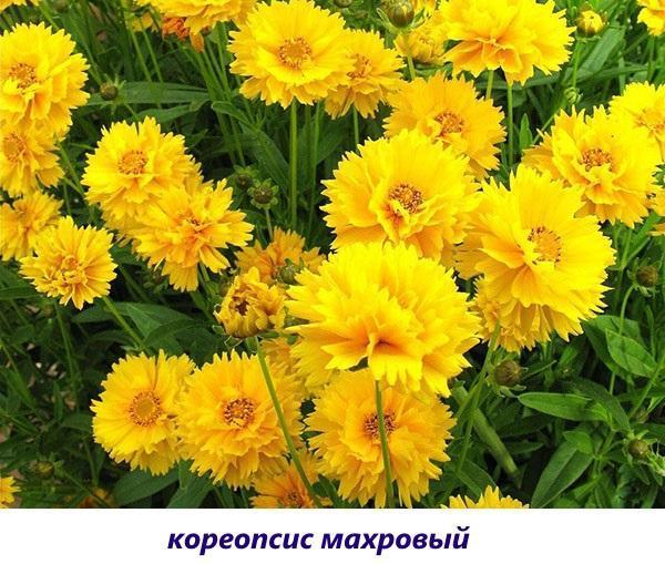 terry coreopsis