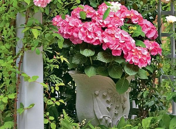 suurilehtihortensia ruukussa
