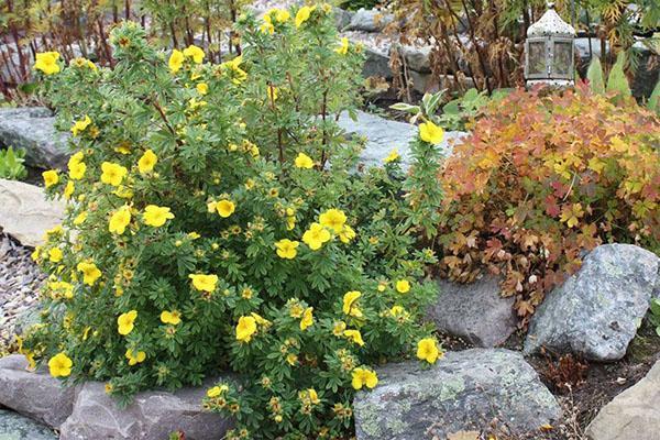 Potentilla alppilevyllä