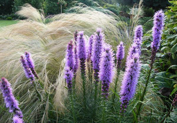 liatris piikki