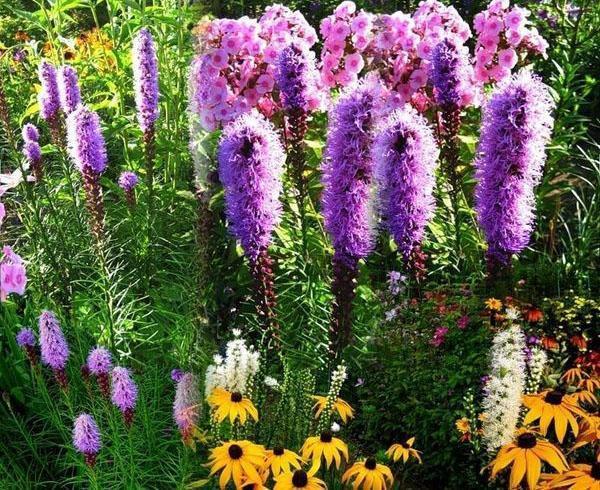 liatris-piikkipuutarha puutarhassa