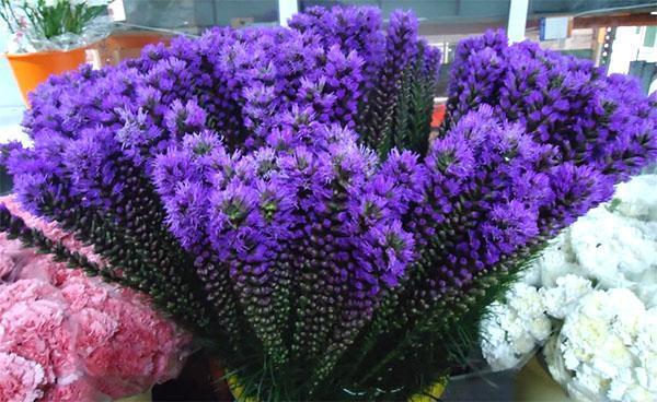 leikattu liatris