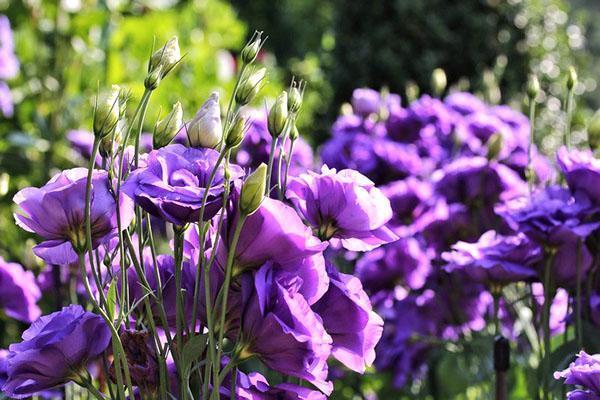 upea lisianthus