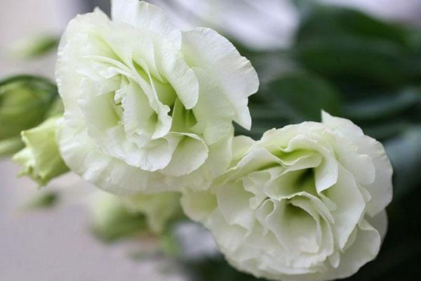 herkkä lisianthus