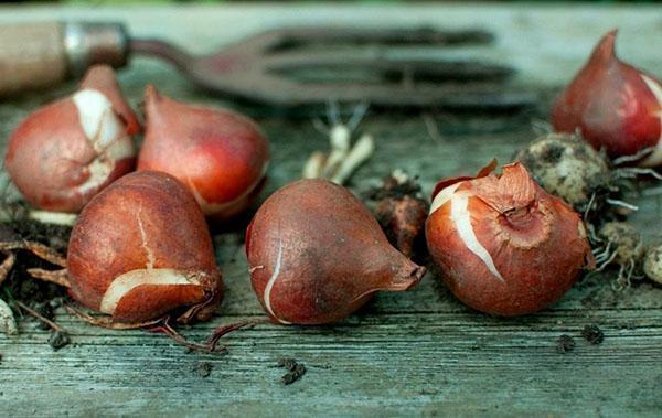 milloin kaivaa tulppaanisipulit