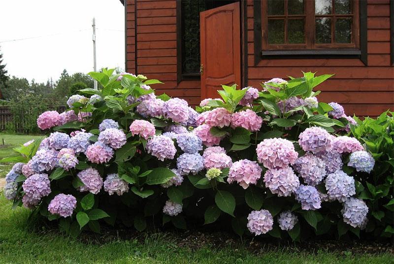 rehevä hortensia kukkii