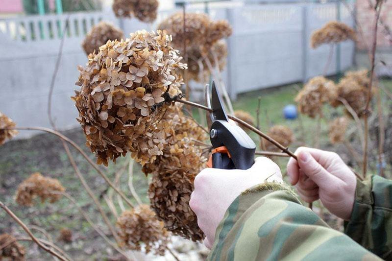 hortensian karsiminen poistamalla kuivatut kukat