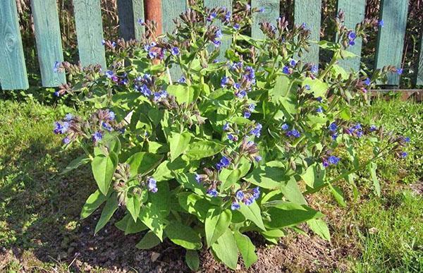 comfrey-lääke maassa