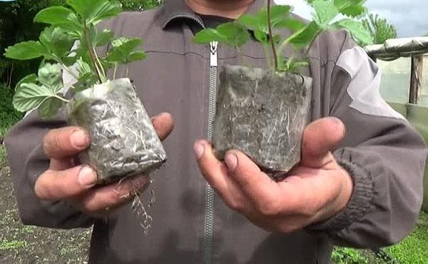 mansikka taimet