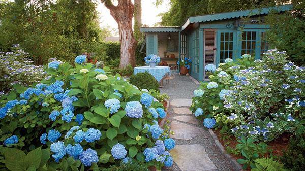 kasvava hydrangea maassa