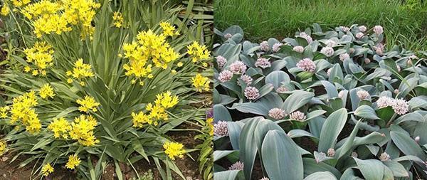 allium-koristeellinen jousi