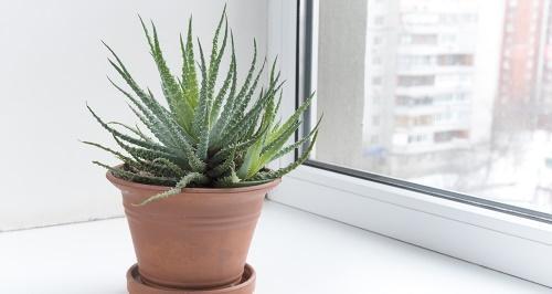 aloe ikkunassa