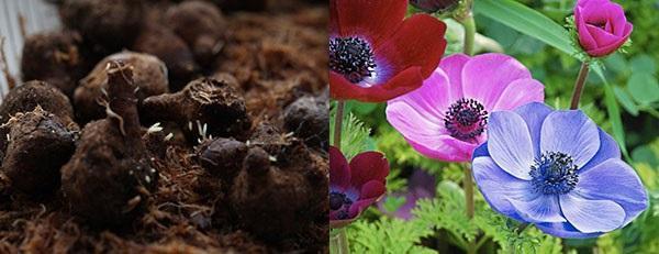 kruunu anemone