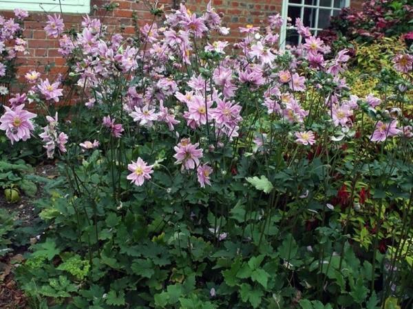 anemone japanilainen