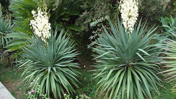 yucca puutarhassa