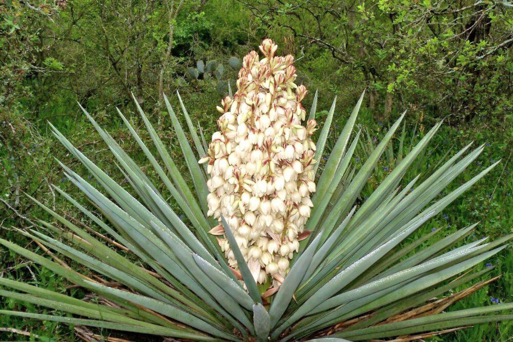 yucca kukkii