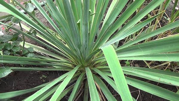 yucca ei kukki