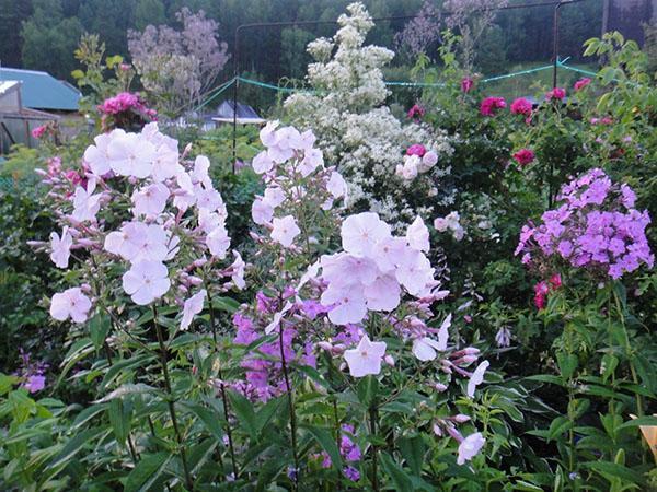phlox puutarhassa
