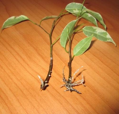 ficus-pistokkaat