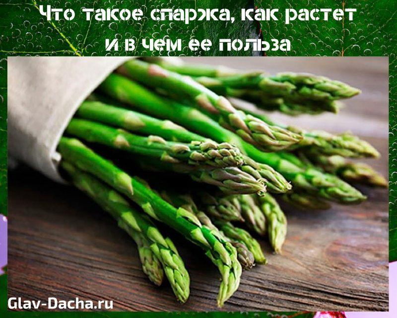 mikä on parsa