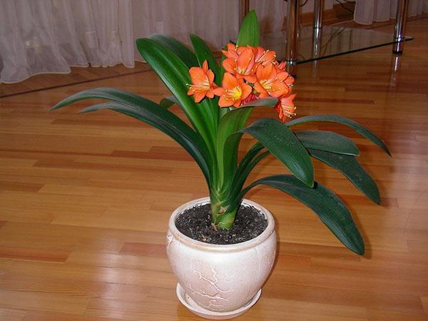 kukkiva clivia