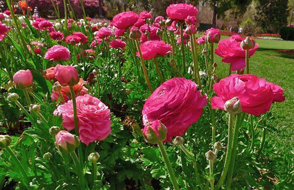 buttercups kukkia