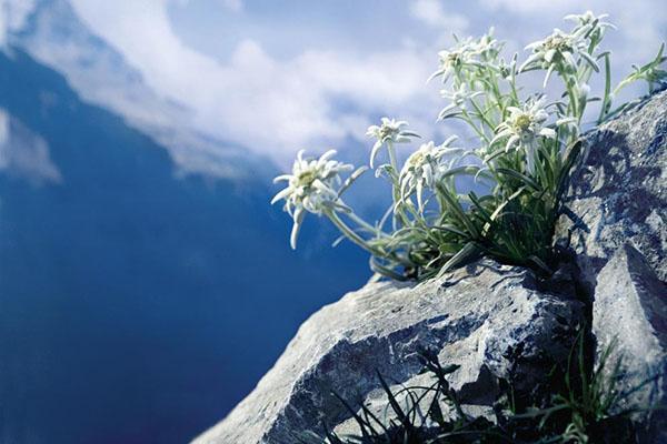 vuori kukka edelweiss