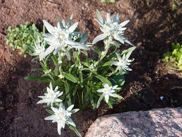 edelweiss kukkapenkissä