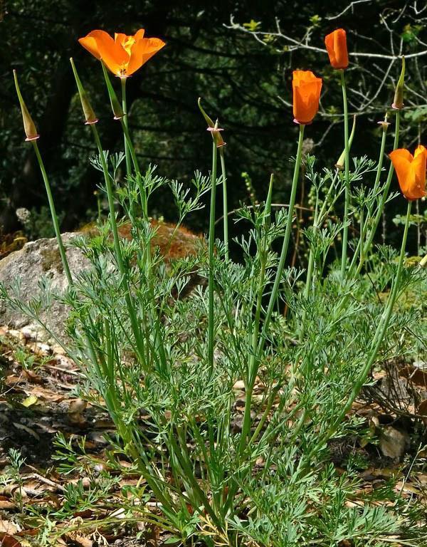 Villi kasvava kalifornian eschscholzia