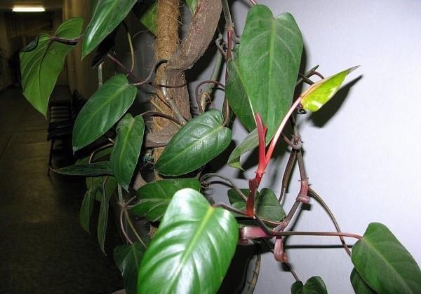 philodendron punastui