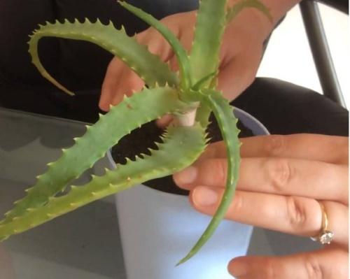 aloe pot