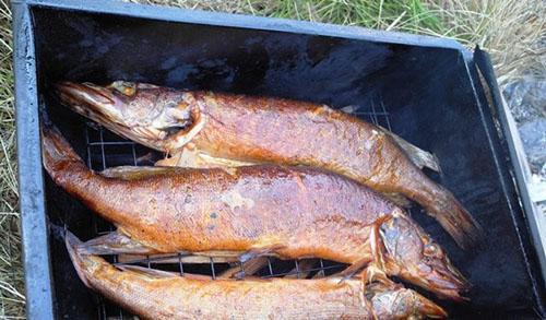 kuuma savustettu kala