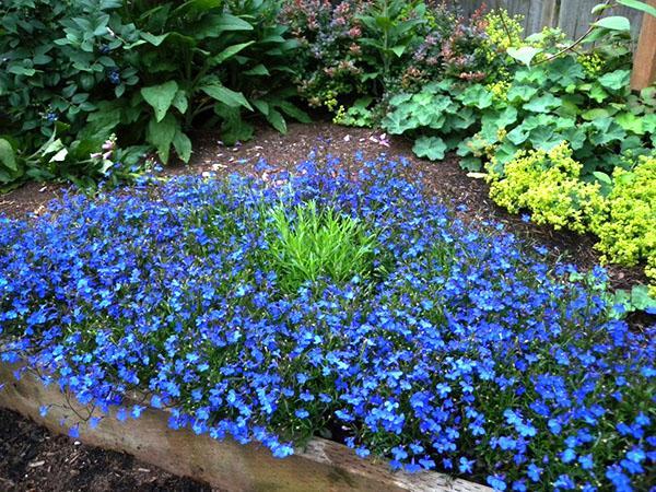 lobelia puutarhassa