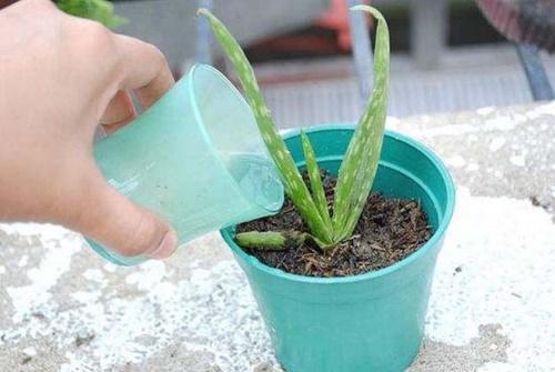 miten hoitaa aloe