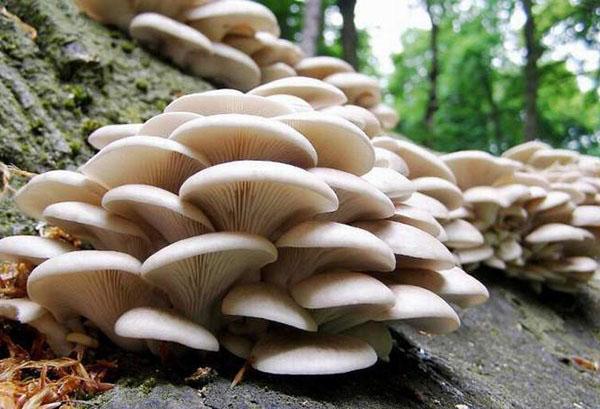 kuinka kasvattaa osteri sieniä kotona